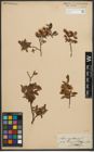 Foto von Salix myrtilloides L.